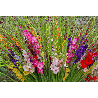 Colorful Gladiola Flowers by Sasimoto - Wrapped Canvas Photograph