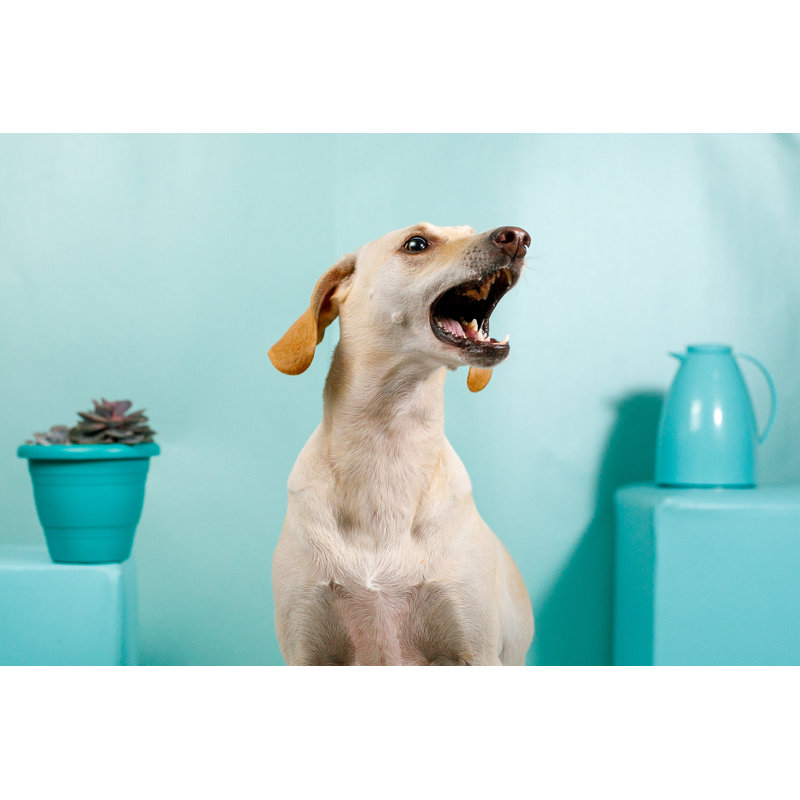 Dog Barking and Howling by Capuski, 8" H x 12" W