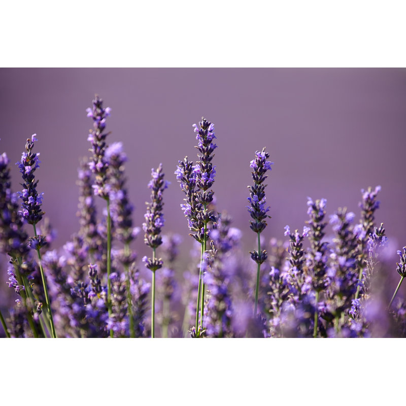 Laytn Flowers Of Lavender - Wrapped Canvas Print, 51cm H x 76cm W x 3.8cm D