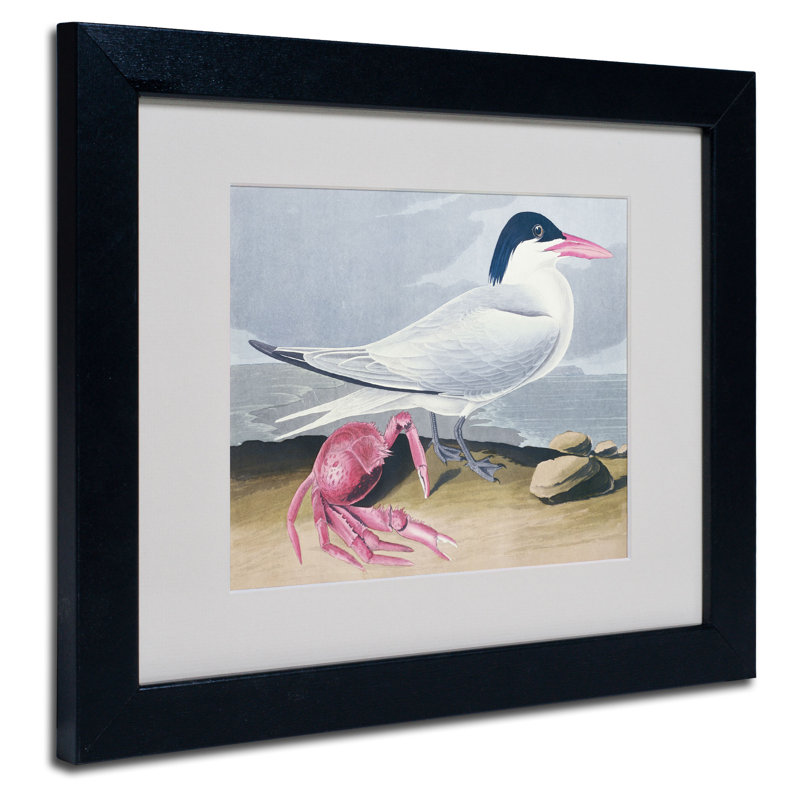 Cayenne Tern par John James Audubon - reproduction d'art sur toile, H 11 po x l 14 po x P 0,5 po, Noir