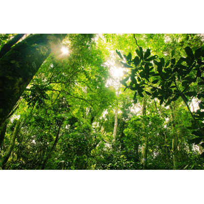 Brazilian Rainforest - Wrapped Canvas Print