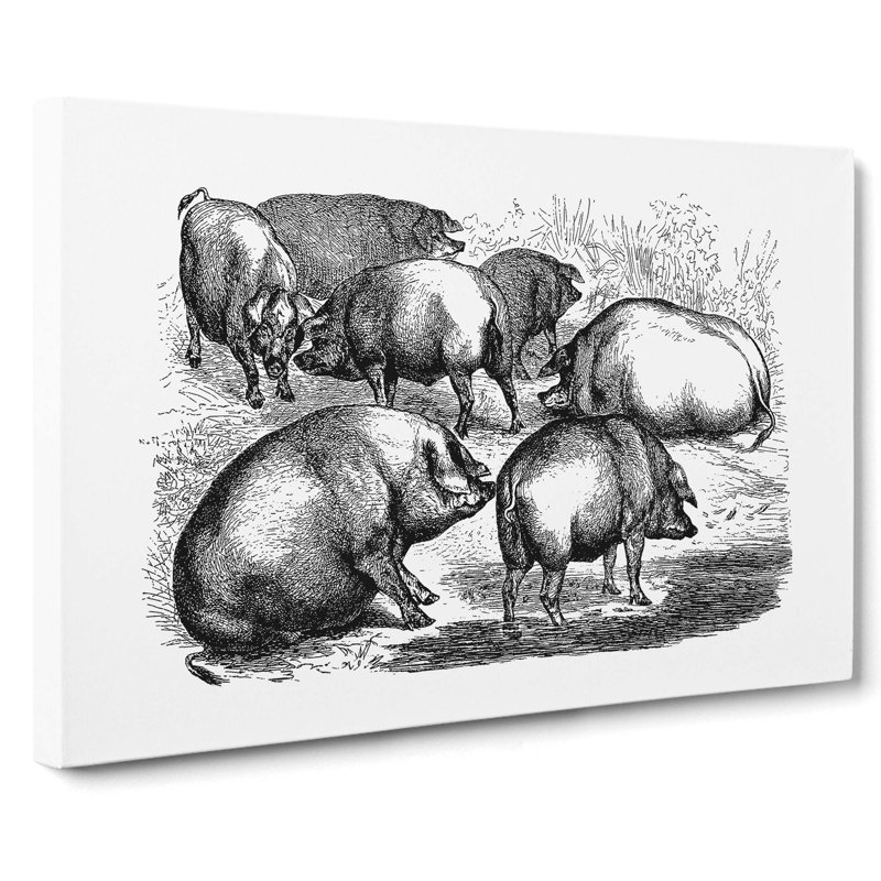 Pigs Illustration in Black & White - Wrapped Canvas Drawing - Wrapped Canvas, 40cm H x 60cm W x 3cm D