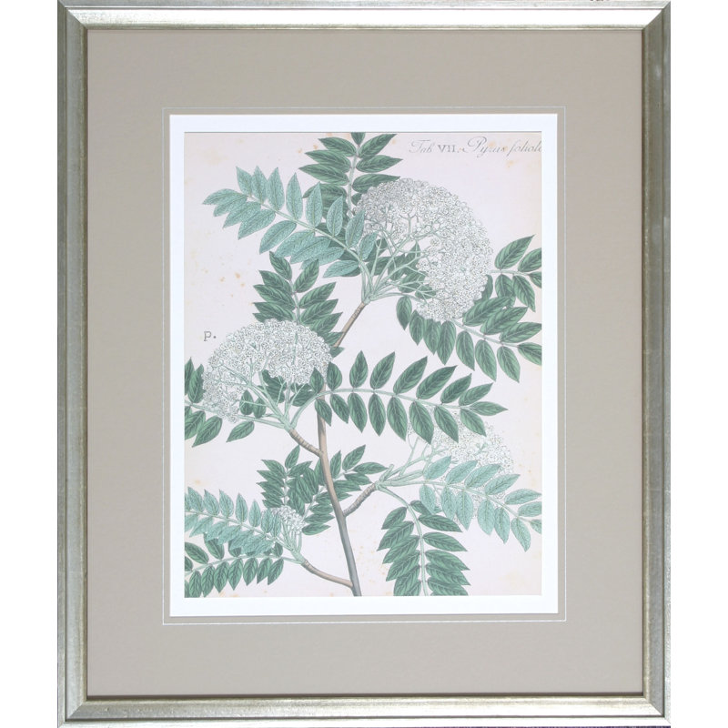 Haslam Botanical III - reproduction d'art sur papier encadrée