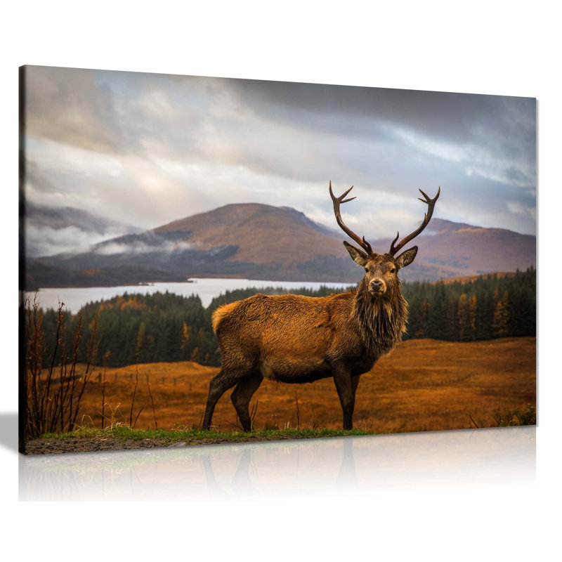 Deer On Highlands Wildlife - Wrapped Canvas Print, 61cm H x 91cm W