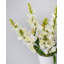 Real Touch Snapdragon rose 23 po-1814292122