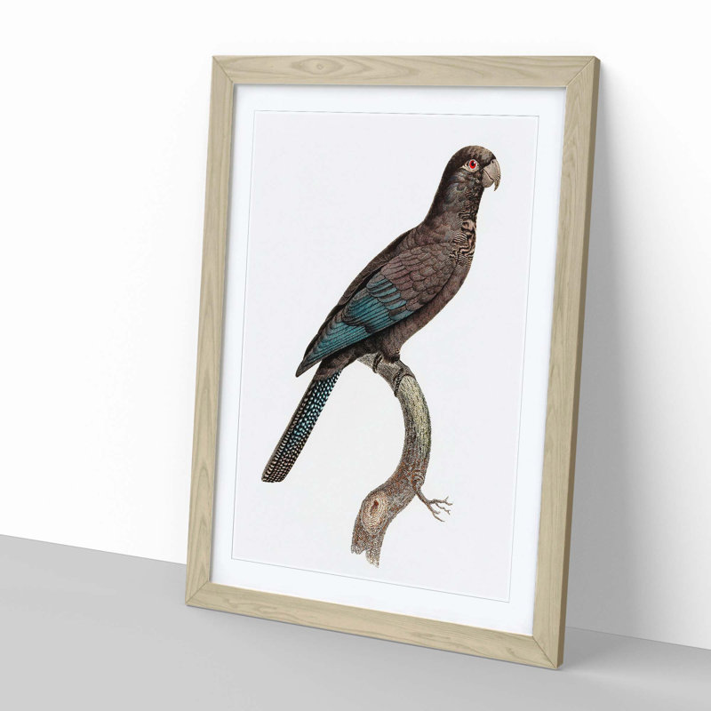 Black Parrot by F. Levaillant - Picture Frame Art Print, Oak Framed, 36cm H x 27cm W x 2cm D