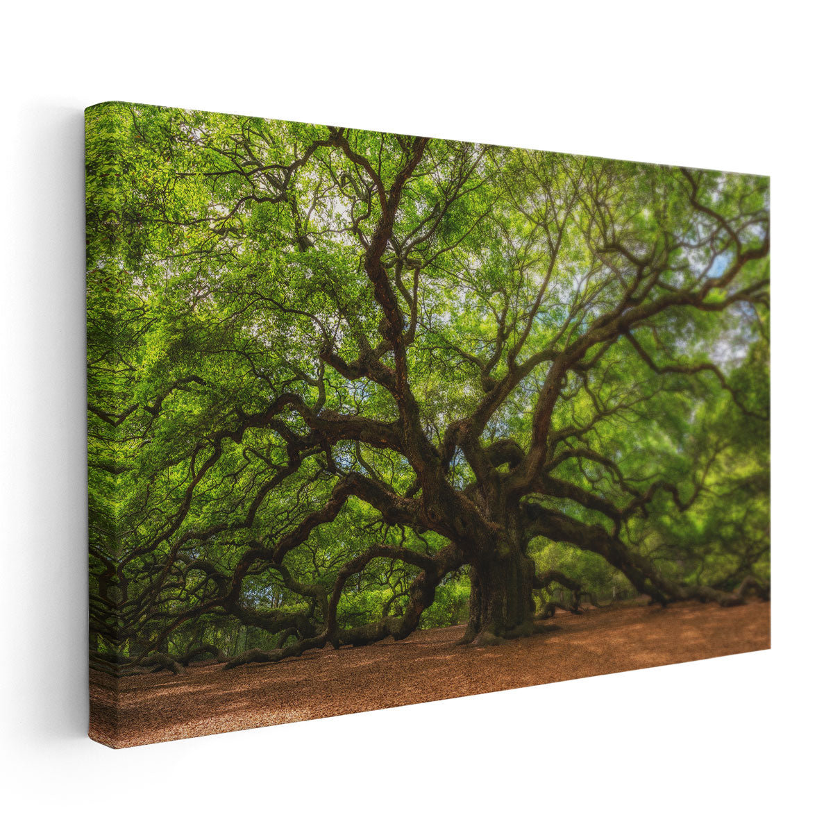 Mercer41 Angle Oak Tree in Johns Island, South Carolina Wayfair