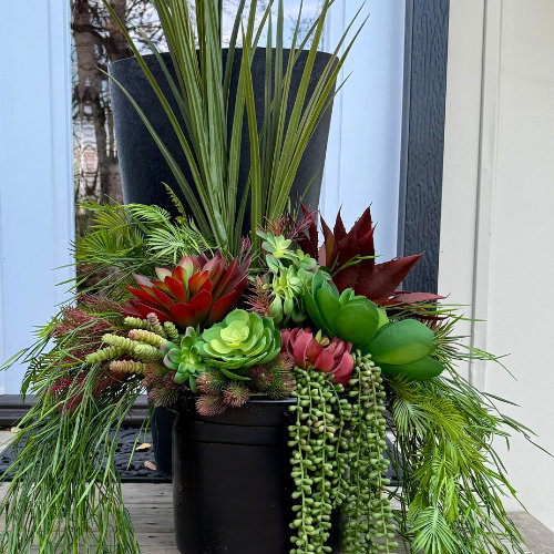Pots de fleurs rouges succulents