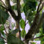 100cm Faux Tree in Metal Planter