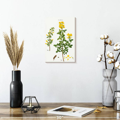 Cytisus cytisus biflorus Keiri
