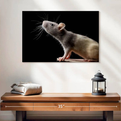 Gros plan sur le rat Brampt