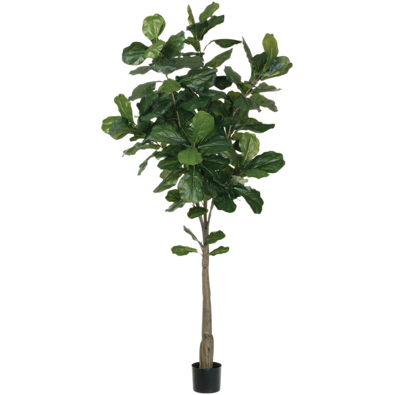 Arbre Edwad