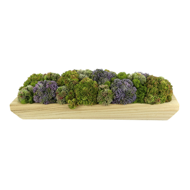 Assorted Sedum and Moss Arranged in Wood Planter, Green/Purple