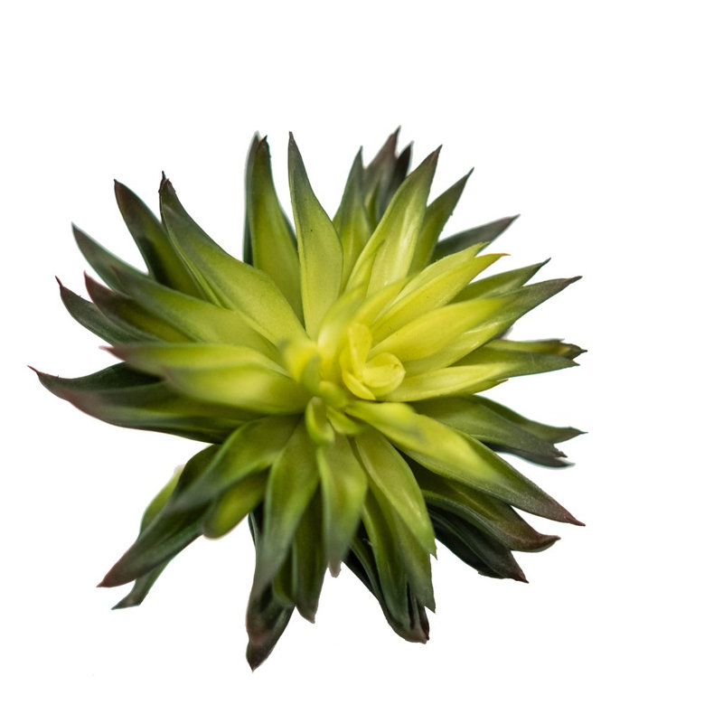 Ensemble de succulent agave artificiel 3