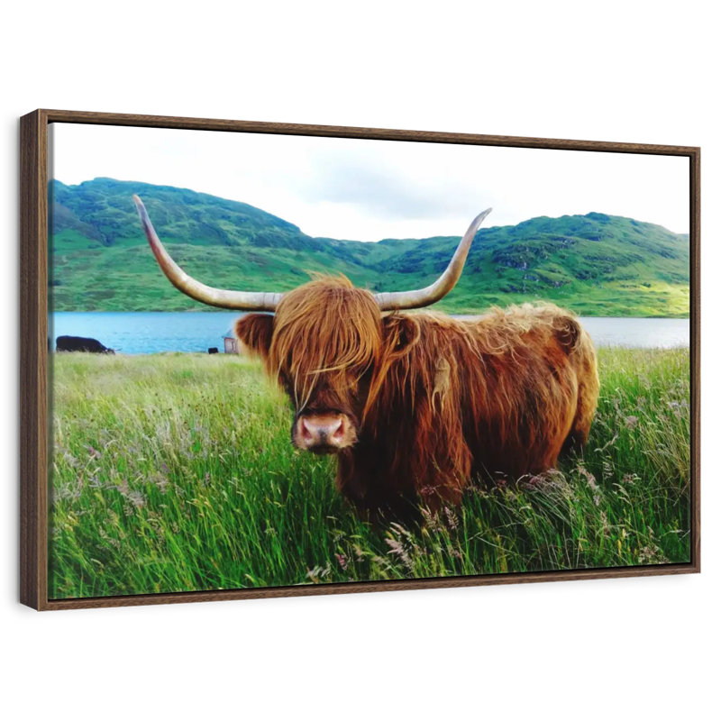 Vache Highland, 13 po x 9 po, Cadre flottant noyer