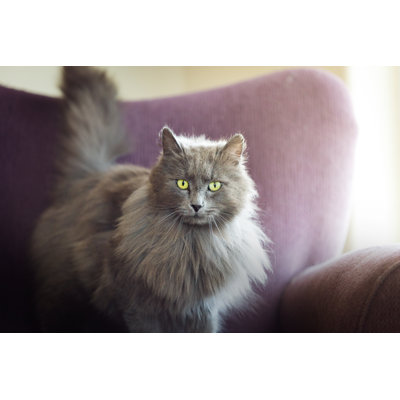 Magnifique chat d'intérieur par Debib Bishop