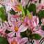 Magnolia Arrangement
