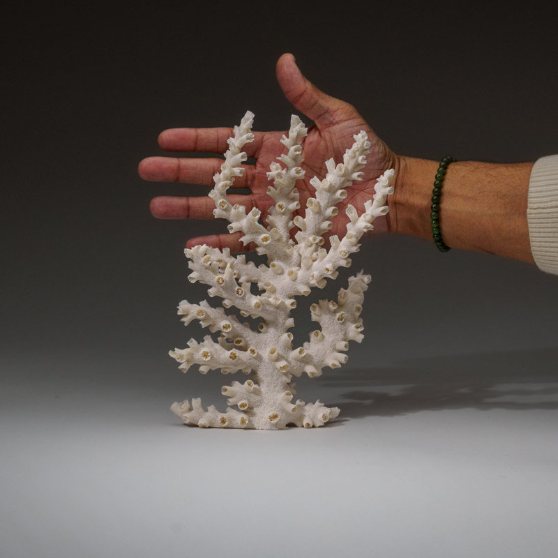 Genuine Branch Coral (.5 Lbs)