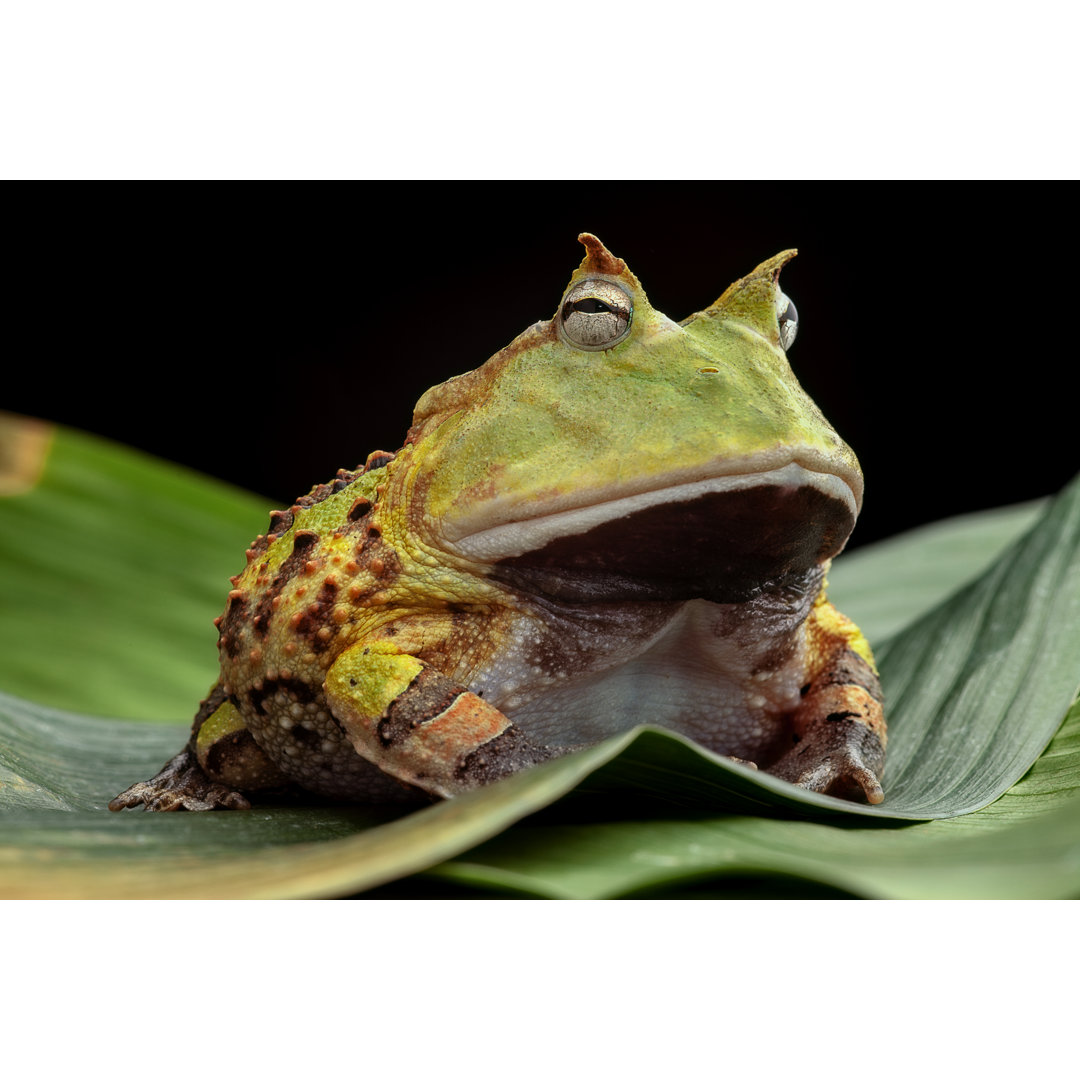 Leinwandbild Green Horned Toad Resting on Leaves von Kikkerdirk