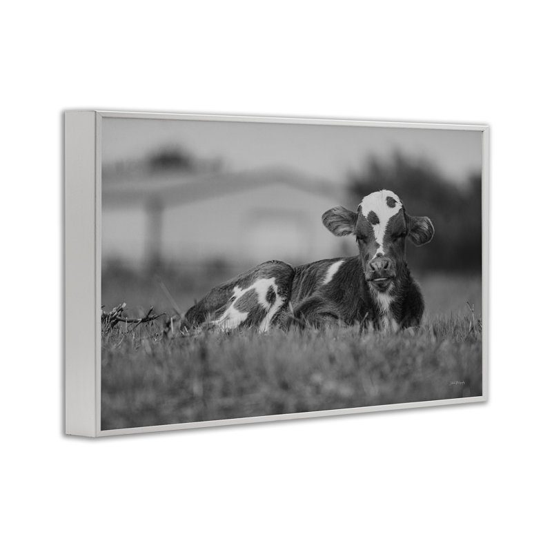 Vache au repos dans l'herbe, estampe numérique par Dakota Diener, Giclée encadrée blanc bord de mer, H 12 po x l 18 po