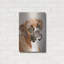 «Boxer» par Janet Pidoux-1553116448