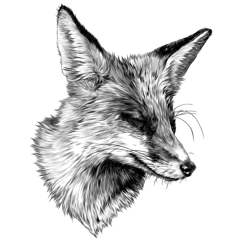 Fox Face - Wrapped Canvas Print, 30cm H x 30cm W x 3.8cm D