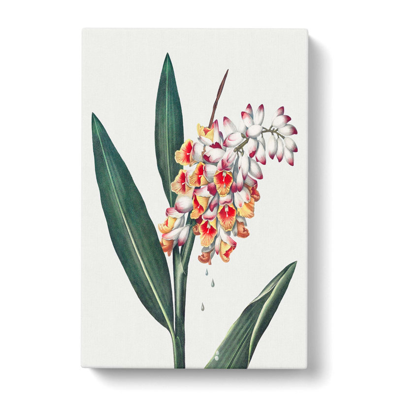 Renealmia Plant by R.J. Thornton - Wrapped Canvas, 60cm H x 40cm W x 3cm D