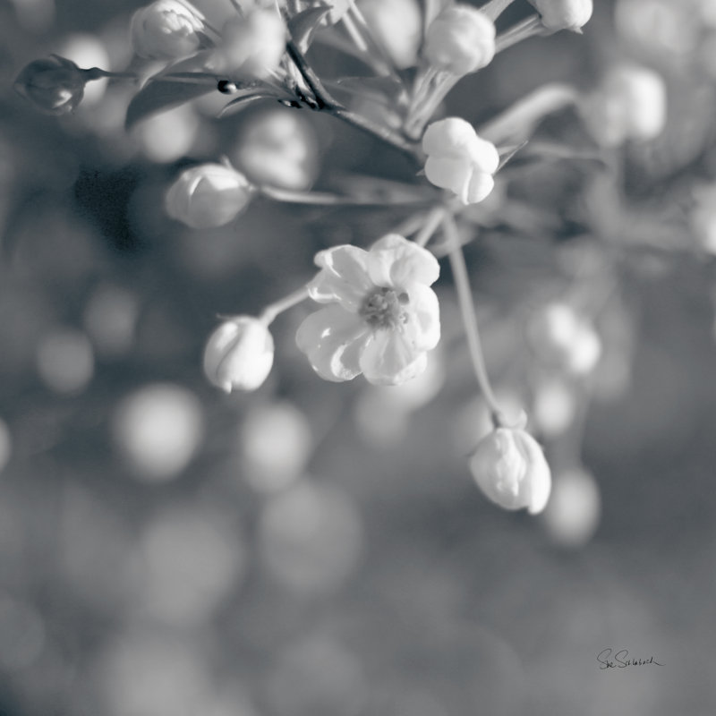 Blush Blossoms II BW by Sue Schlabach - Wrapped Canvas Print, 51cm H x 51cm W