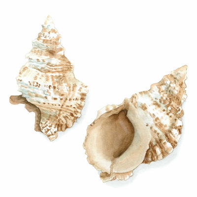 Aquarelle de coquillages VII