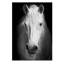 Curious White Horse Print-24078675