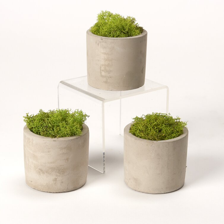 Picnic at Ascot 5'' Faux Moss Plant in Planter & Reviews