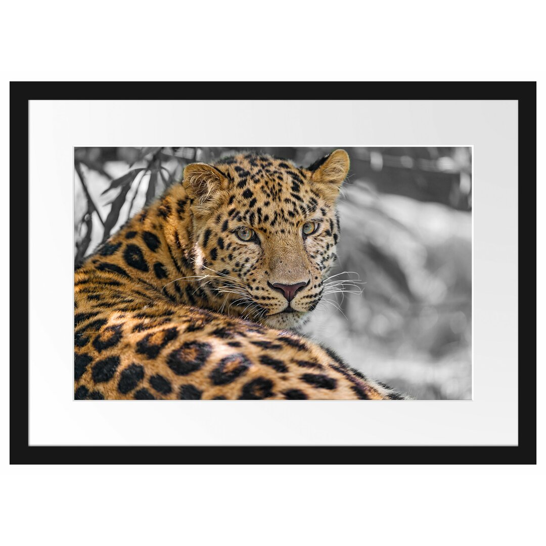 Gerahmtes Poster Leopard im Schatten