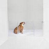 Clear Wall Mounted Low Zig Zag Pet Gate with Latch