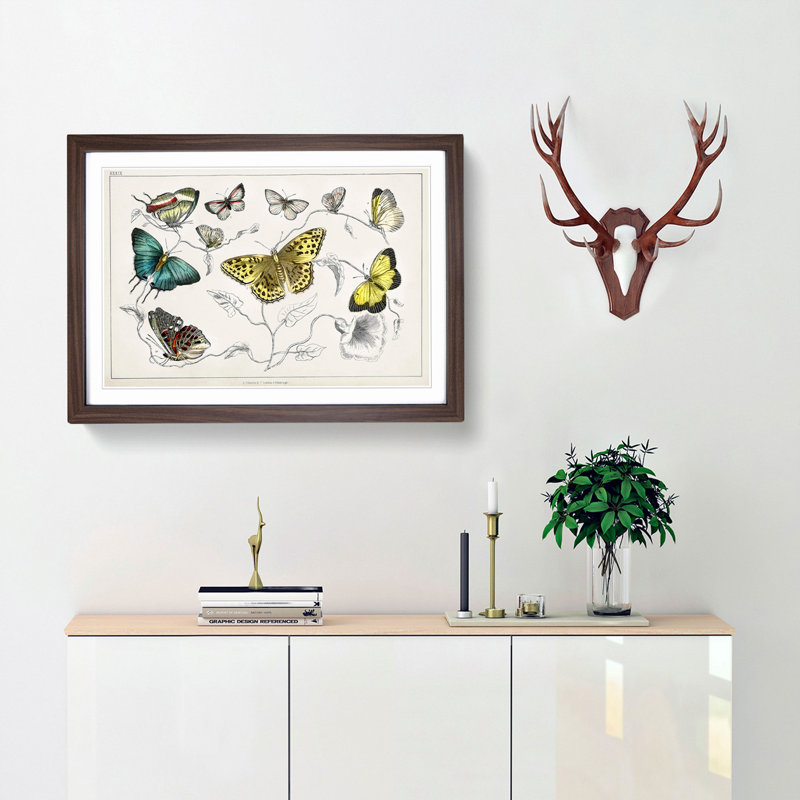 Assortment Of Butterflies XXXIX by Oliver Goldsmith - Single Picture Frame Painting, Walnut, 45cm H x 63cm W x 2cm D