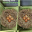 Grand poulailler en bois de 11,12 pi² avec 2 portes en libre parcours, 2 nichoirs et perchoir - cage à poulets pour l'extérieur-311480301