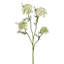 33 po Wild Dill -1584546370