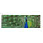 Reproduction de couleur peacock (panoramique), reproduction de photo sur toile-12038718-74249799