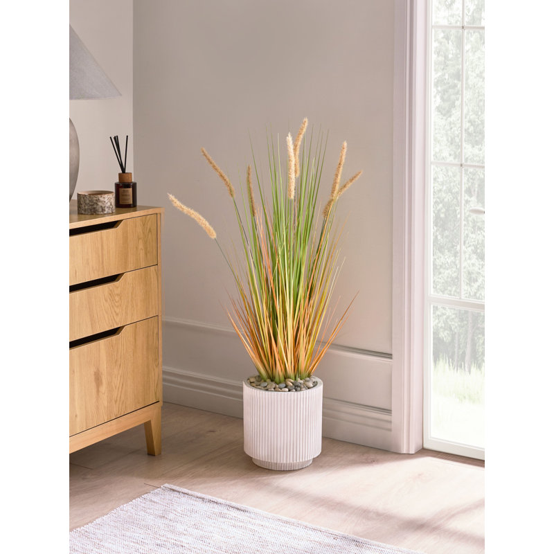Annleigh 90cm Plant