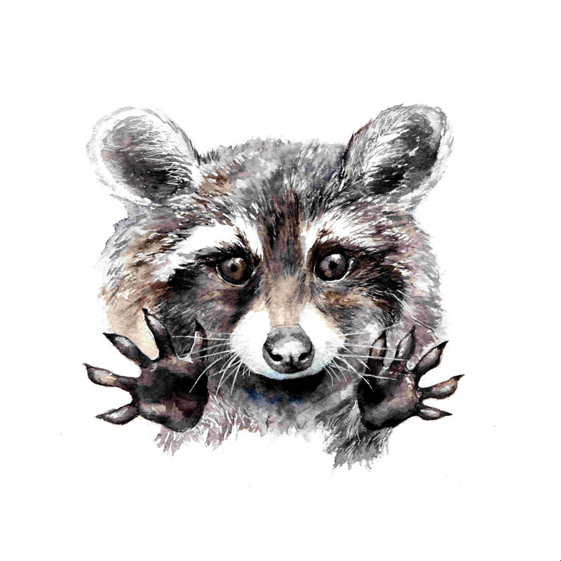 «Magic Raccoon», impression sur toile tendue, H 20 po x l 20 po, Cadre simple noir, Non