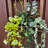 Faux Ivy Plants in Pots