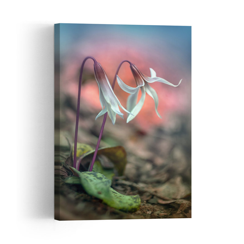 Erythronium Dens-Canis Abstract Contemporary Wall Art Print 1 Piece Wrapped Canvas Wall Art, 91.44cm H x 60.96cm W