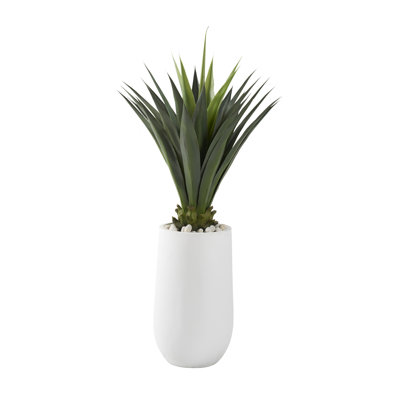Agave géante en pot rond