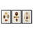 Knorr Shells IV  -Custom Framed  Premium Print W Matt - 3 Pieces