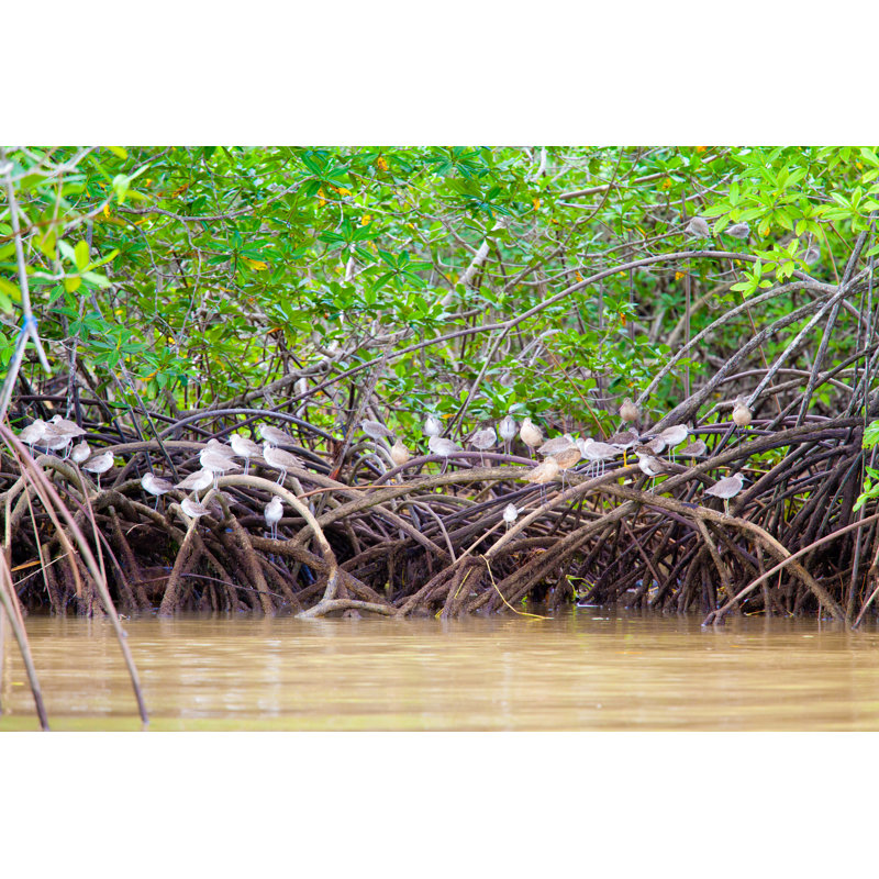 Mangroves avec oiseaux par Anzeletti, H 12 po x l 18 po