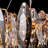 Friedhardt 12-Light Dimmable Drum Crystal and Metal Chandelier-344674990