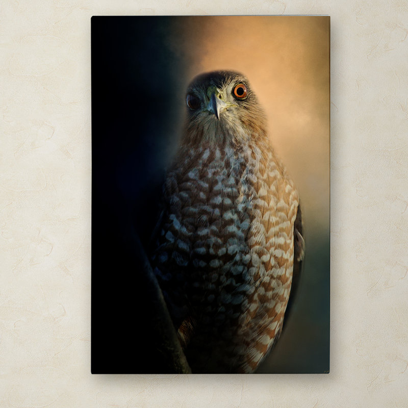 «Coopers Hawk at Sunset», impression sur toile tendue Vidur, H 24 po x l 16 po