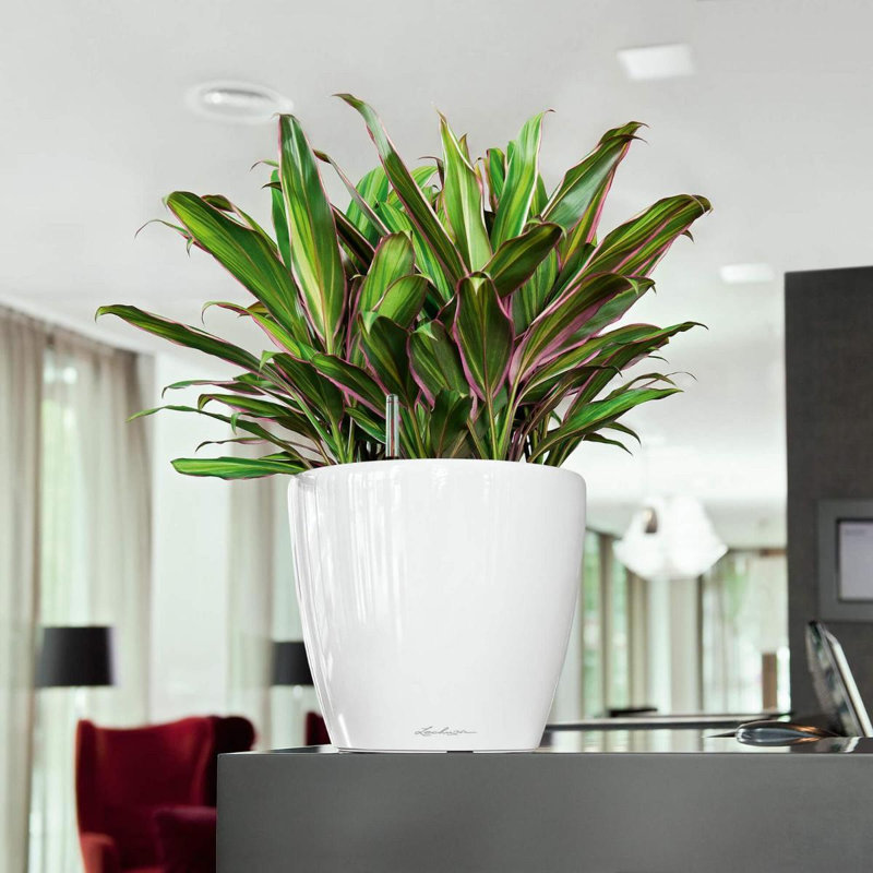 Classico Pot Planter, 26cm H x 28cm W x 28cm D, Cream White
