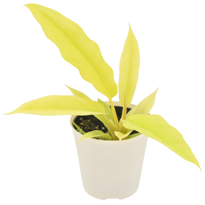 4" Philodendron Golden Crocodile