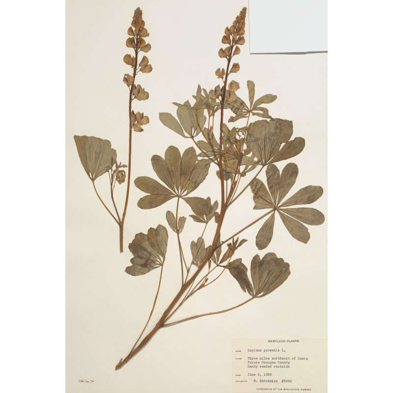 Herbier 2, H 18 po x l 12 po, Non, Toile tendue
