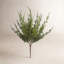 Arnell Monterey Cypress Bush